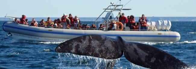 Puerto Madryn Viajes