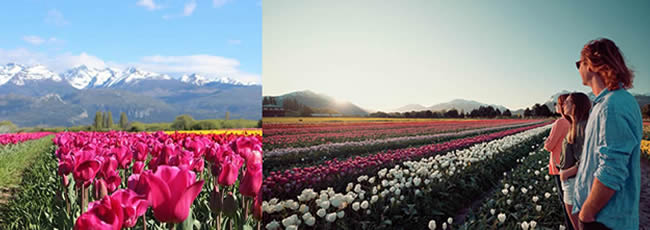 Bariloche y Lago Puelo con Tulipanes