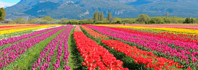 Campos de Tulipanes