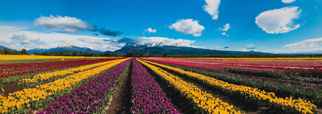 Campos de Tulipanes