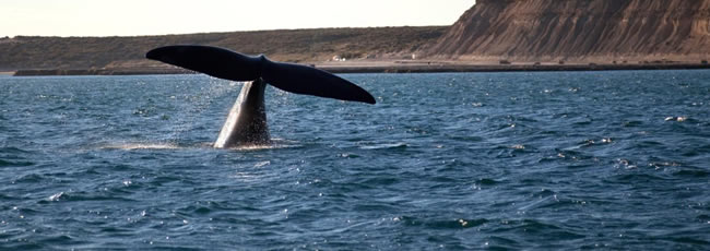 Avisataje de Ballenas Peninsula Valdes