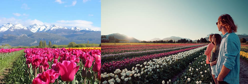 Tulipanes