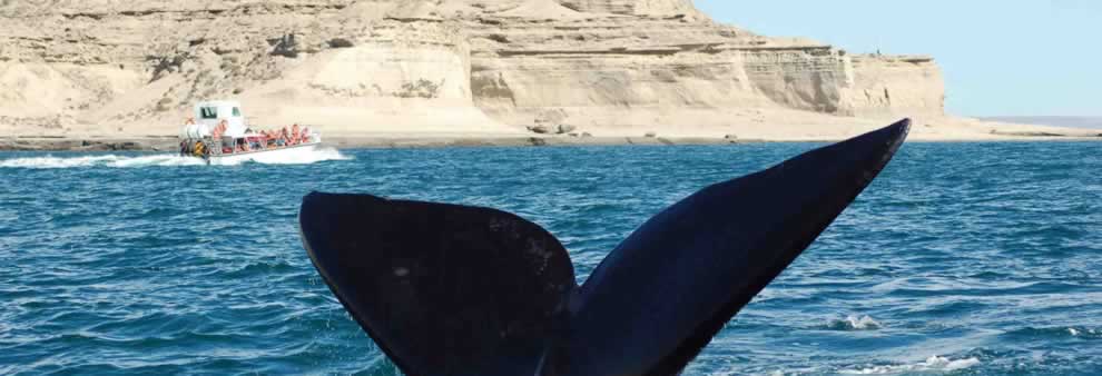 Ballenas en Patagonia